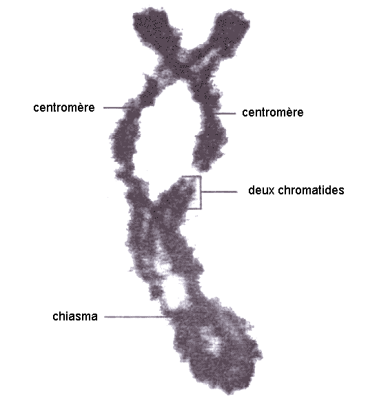 chiasma